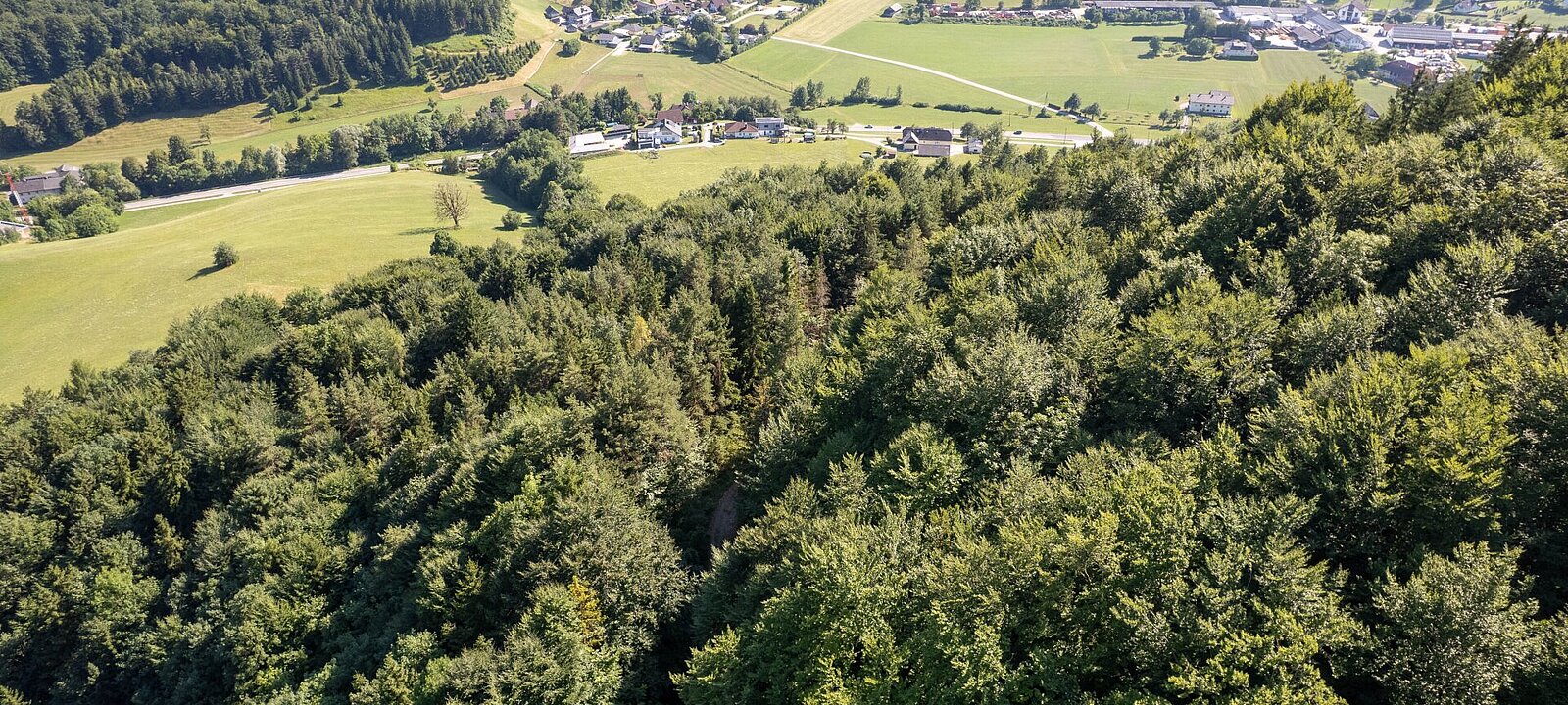 mit ausgewogenen Anteilen an Buchen und Fichten