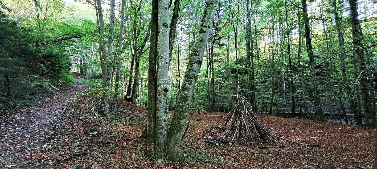 offentlicher Weg durch den eigenen Wald
