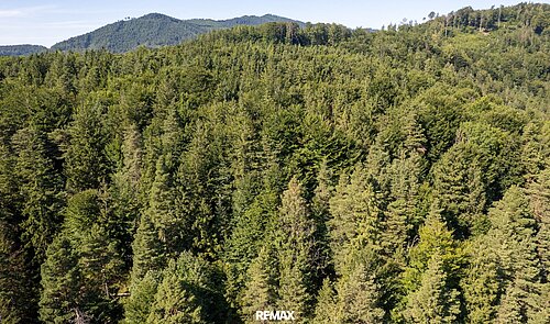 Waldbestand am Kienberg