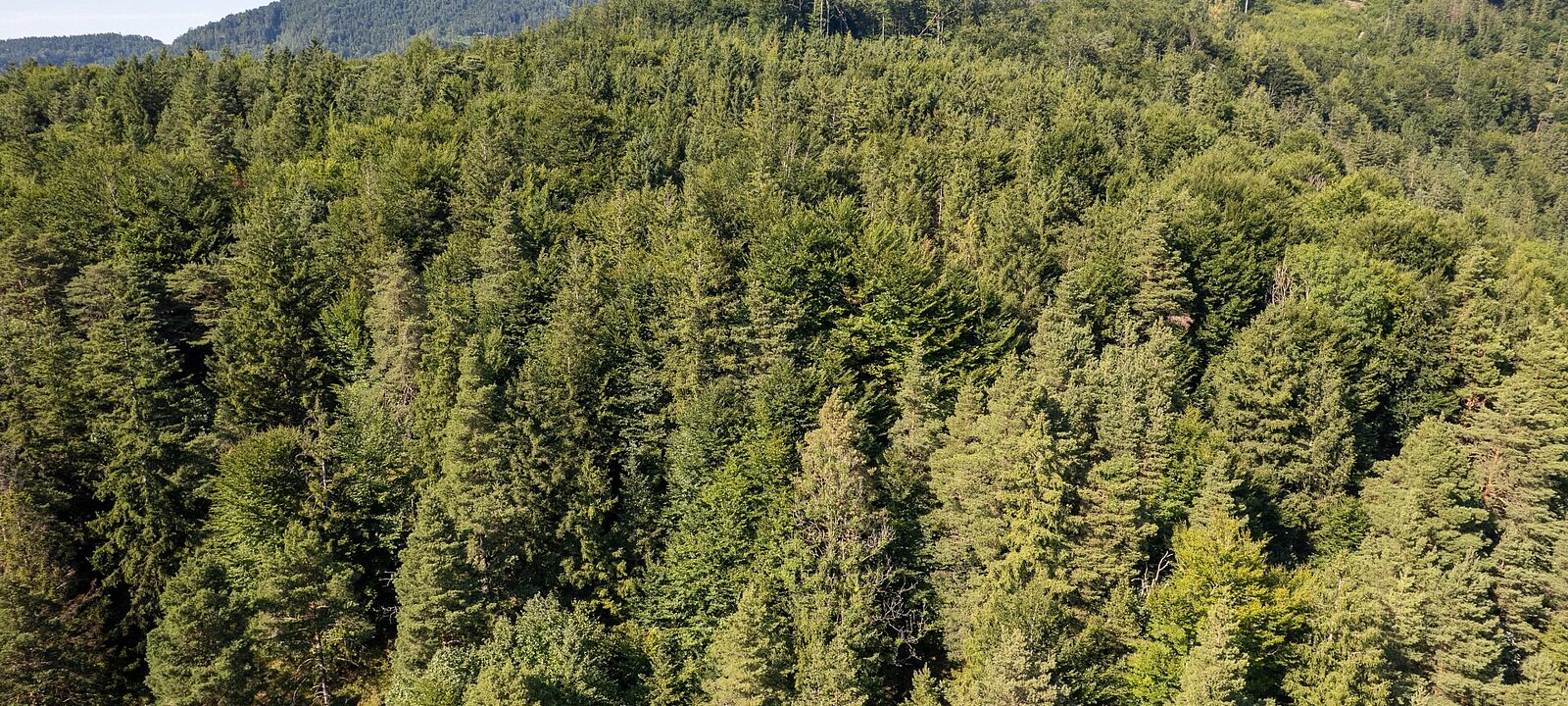Waldbestand am Kienberg
