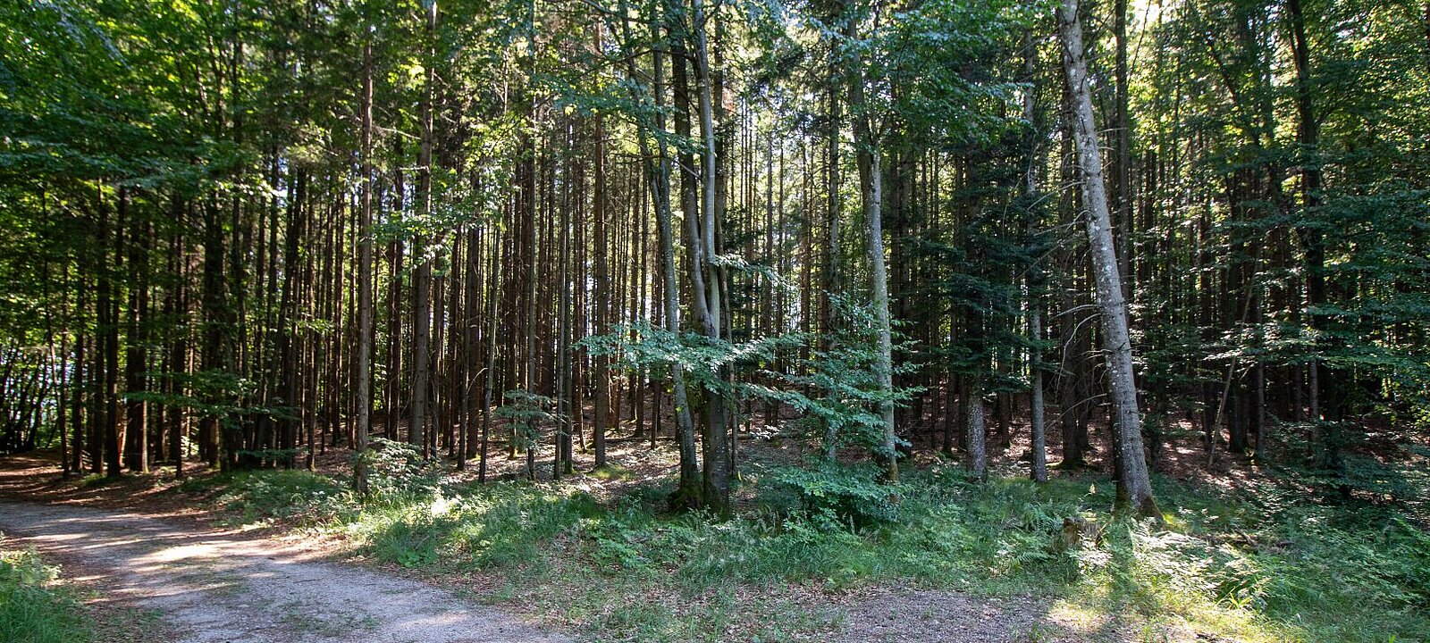 vorhandene Forststraße